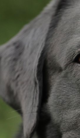 De bedste familiehunde