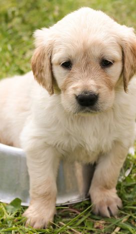 Liste: Børnevenlige hunderacer