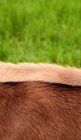 Gratis oplevelser med børn